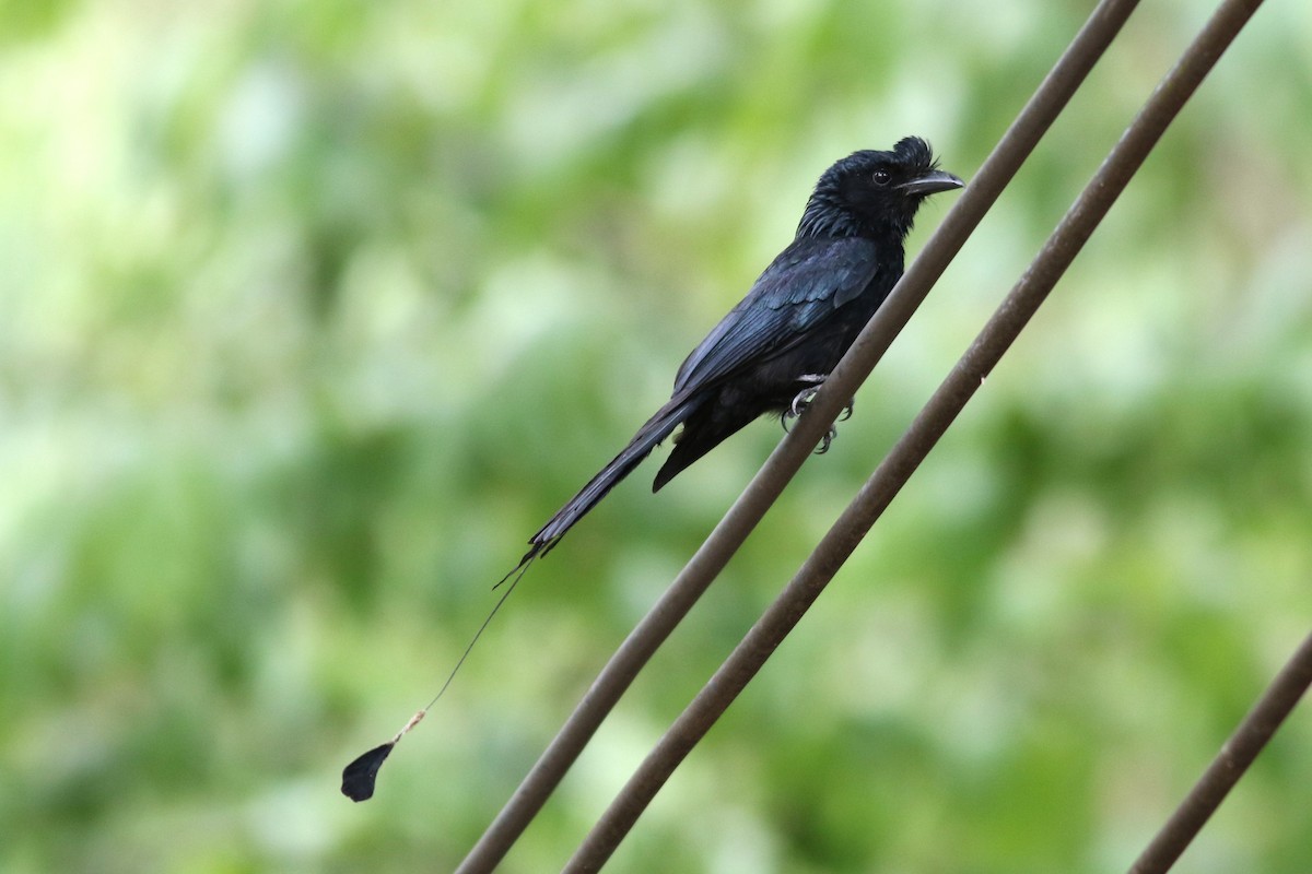 Greater Racket-tailed Drongo - ML621126511