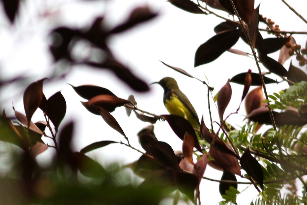 Ornate Sunbird - David Bailey