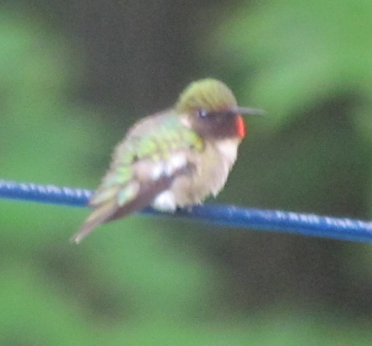 Ruby-throated Hummingbird - ML621126525