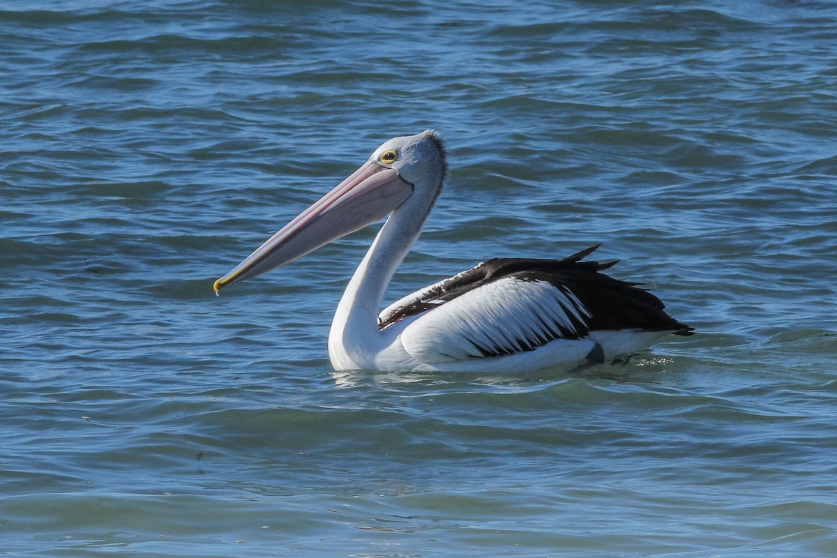 Australian Pelican - Wich’yanan Limparungpatthanakij