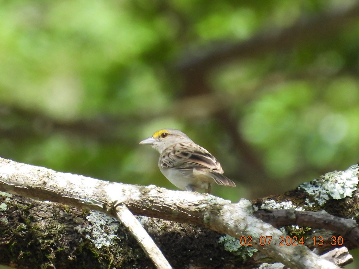 Yellow-browed Sparrow - ML621126548