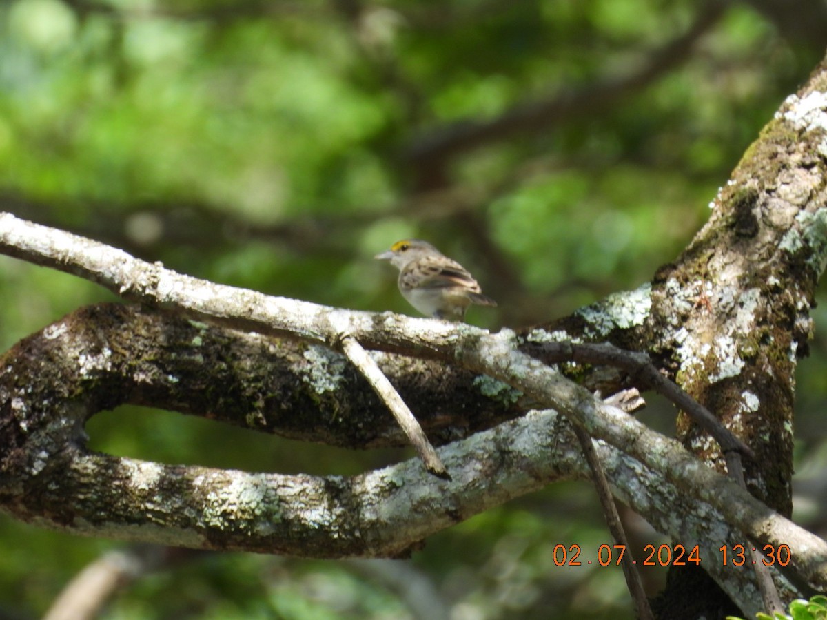Yellow-browed Sparrow - ML621126549