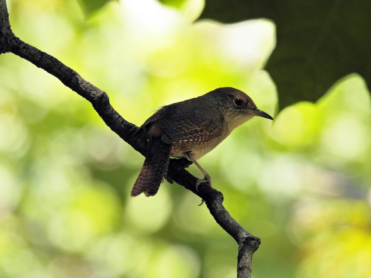 Northern House Wren - ML621126551