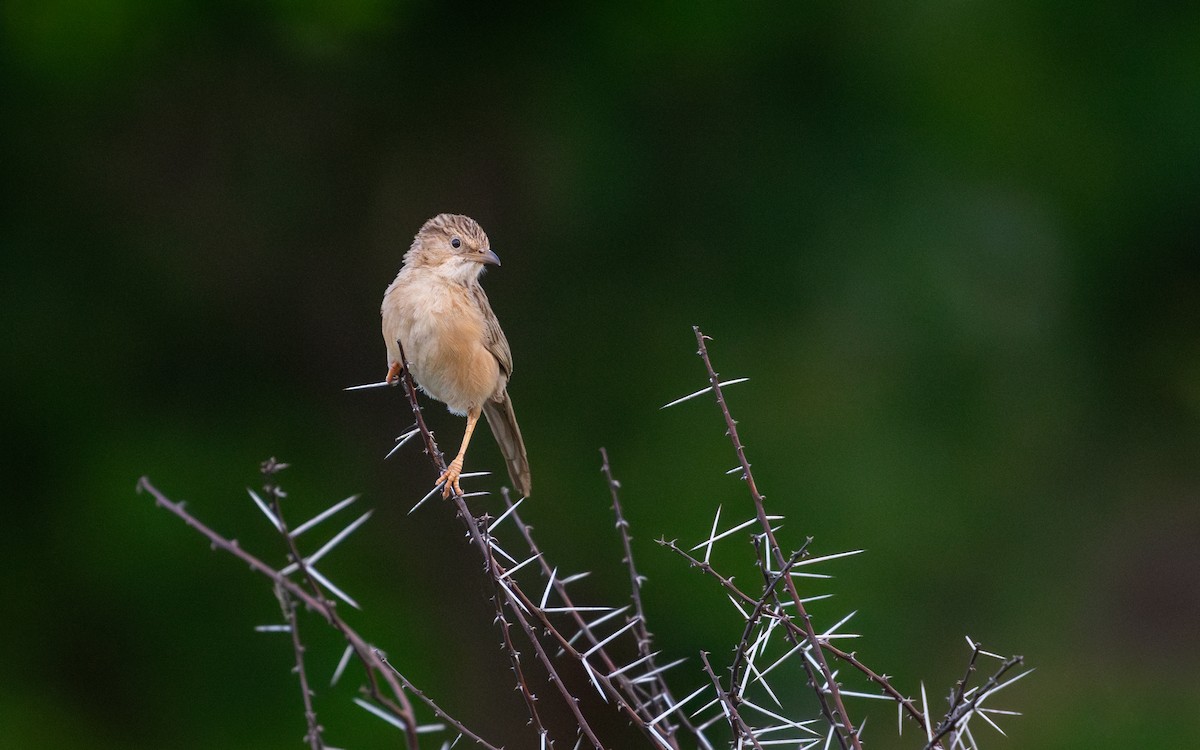 Common Babbler - ML621126565