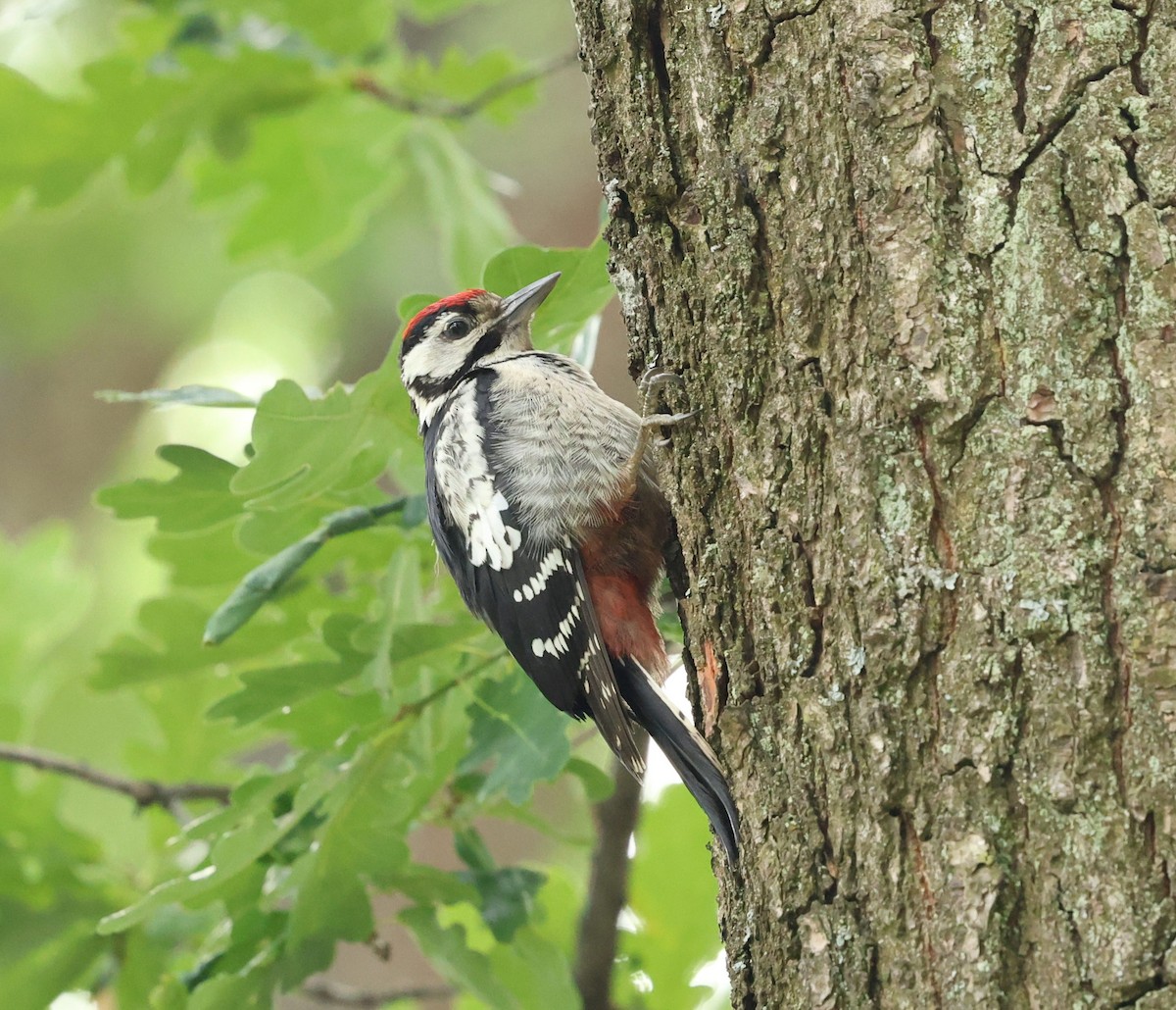 Great Spotted Woodpecker - ML621126576
