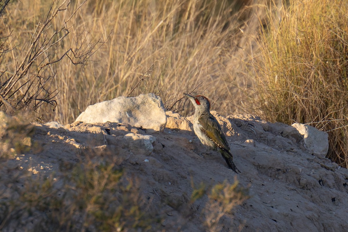 Iberian Green Woodpecker - ML621126642