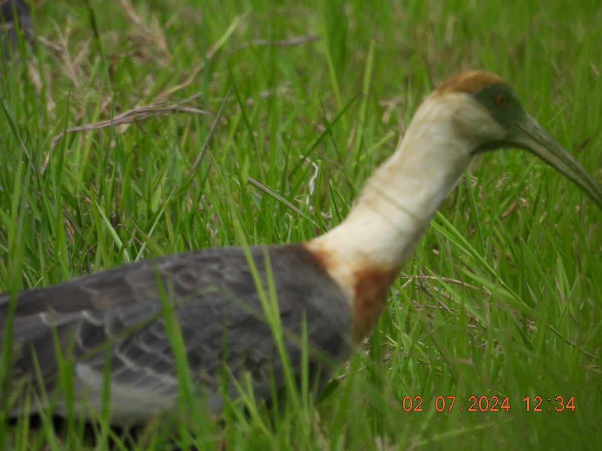 ibis bělokřídlý - ML621126645