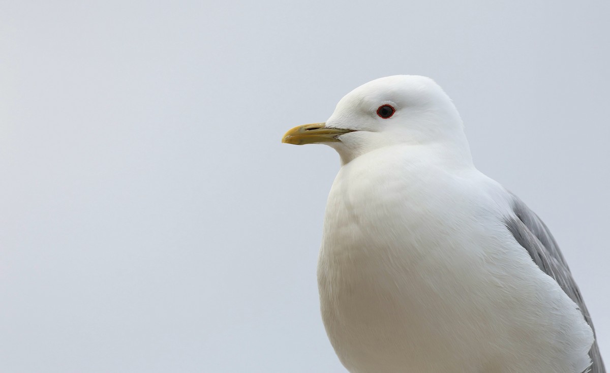 racek bouřní (ssp. canus) - ML621126661