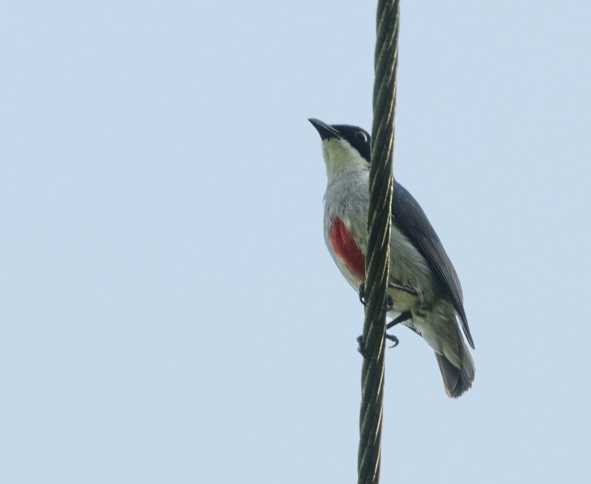 Red-keeled Flowerpecker - jimmy Yao