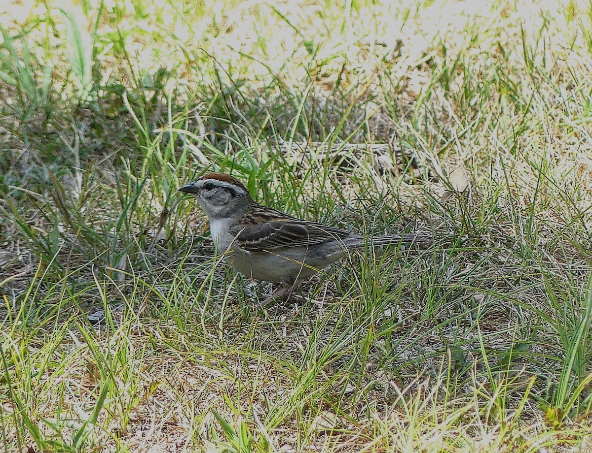 Chipping Sparrow - ML621126684