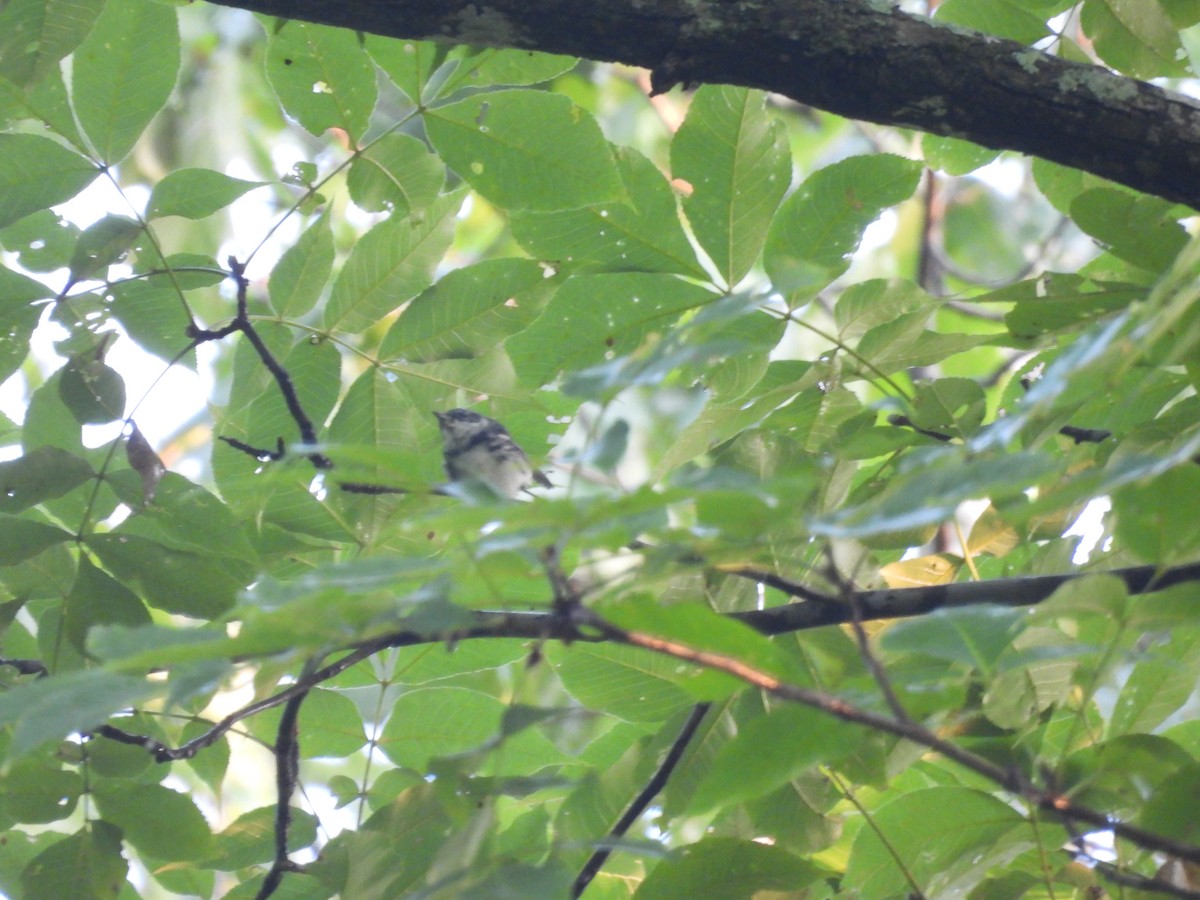 Cerulean Warbler - ML621126685