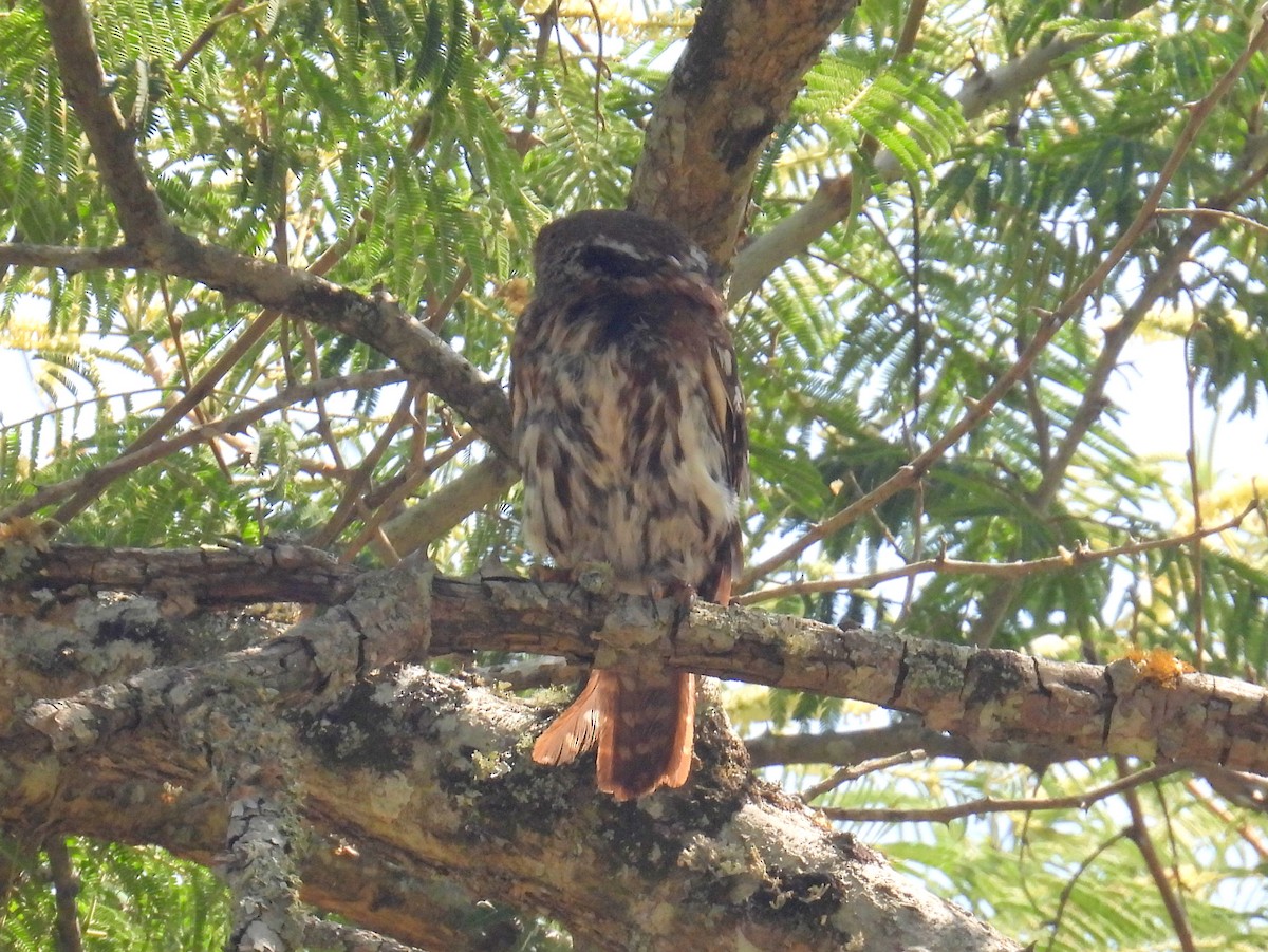 Pearl-spotted Owlet - ML621126705