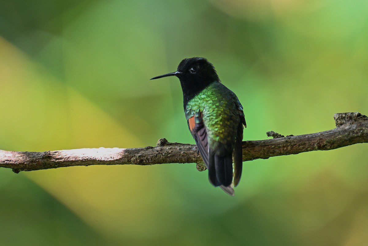 kolibřík kostarický - ML621126708