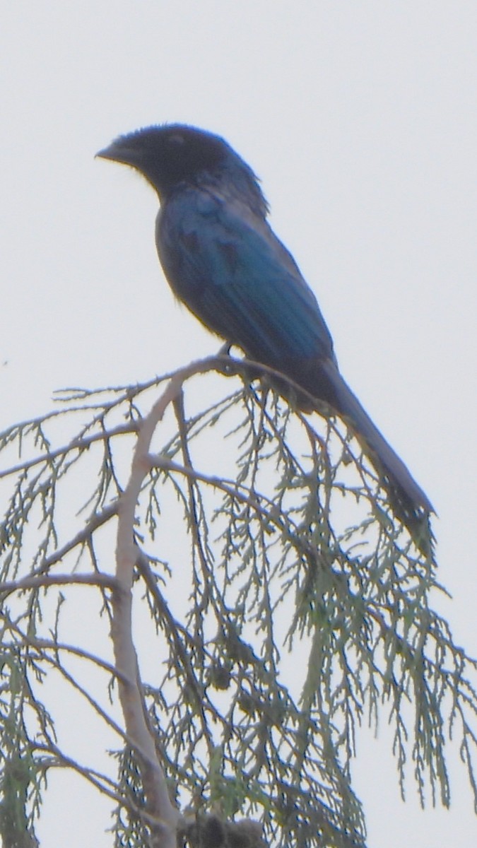 Lesser Racket-tailed Drongo - ML621126712