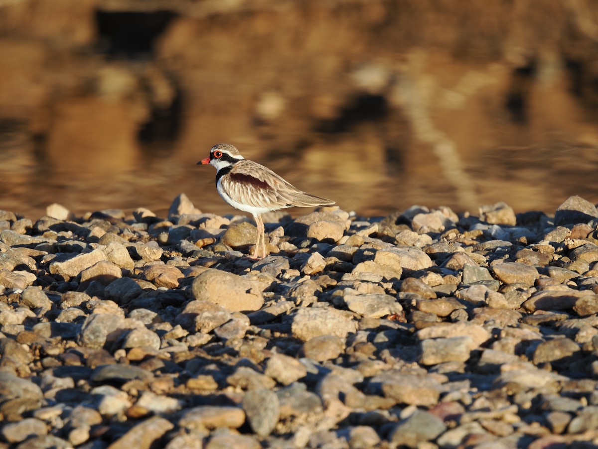 Black-fronted Dotterel - ML621126759