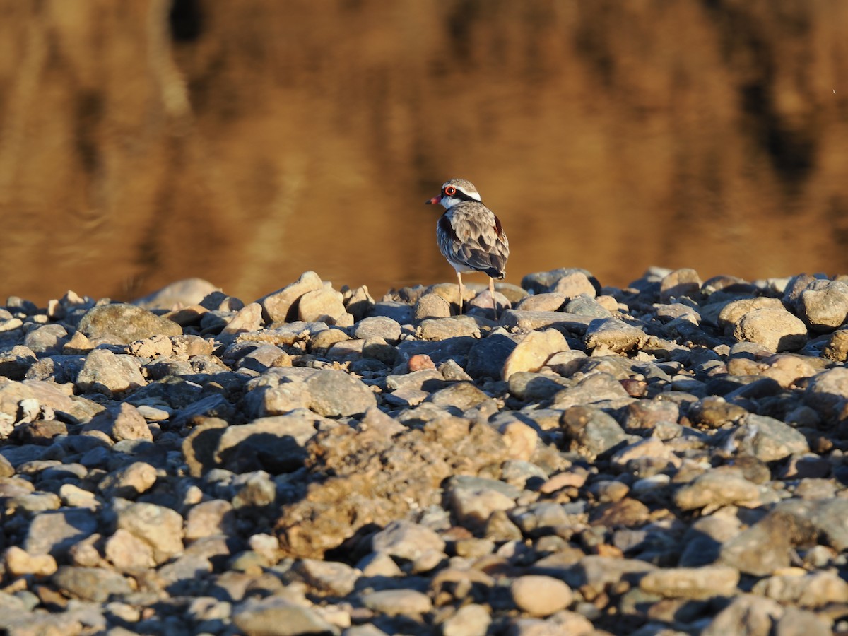 Black-fronted Dotterel - ML621126760