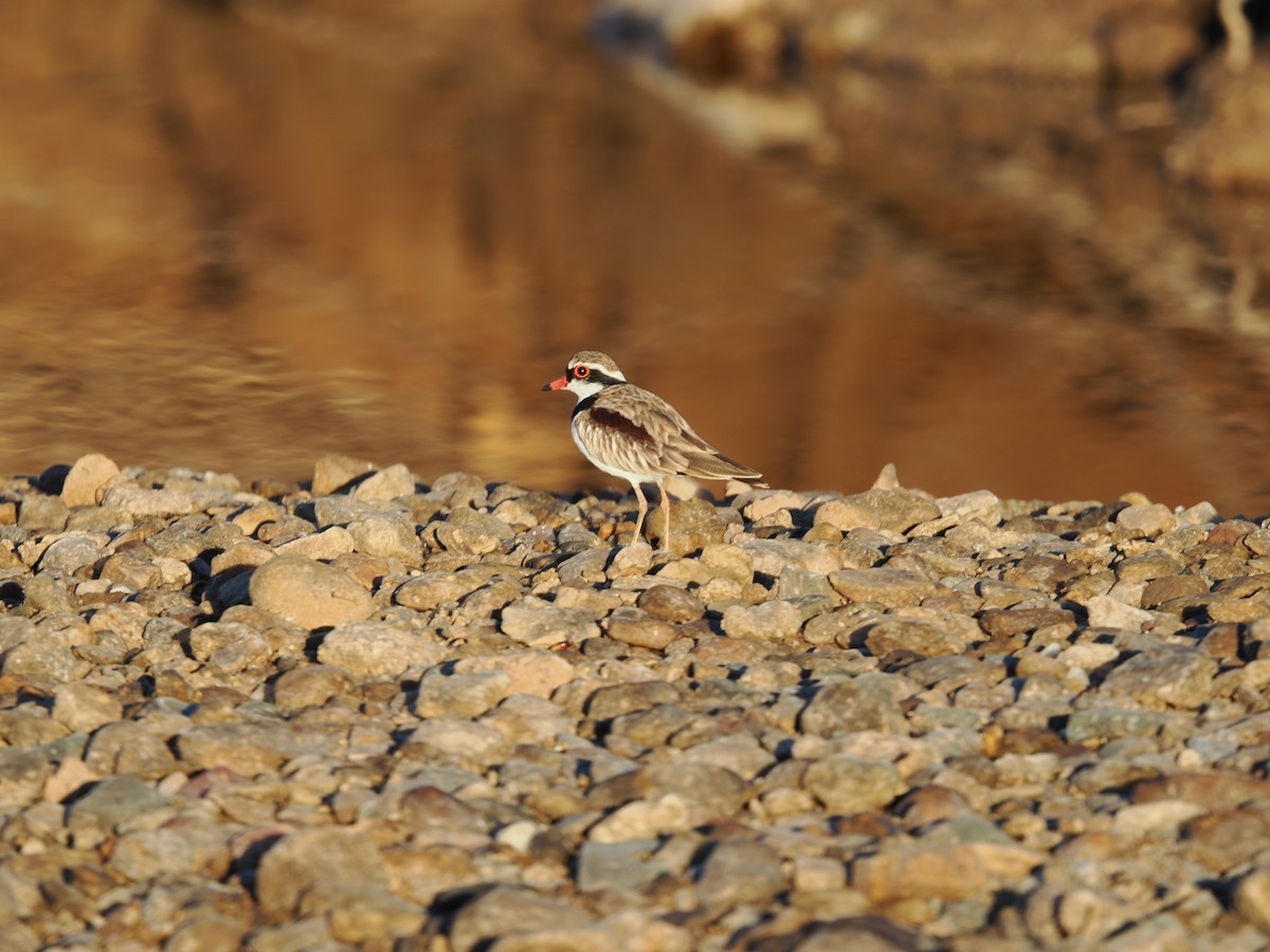 Black-fronted Dotterel - ML621126761