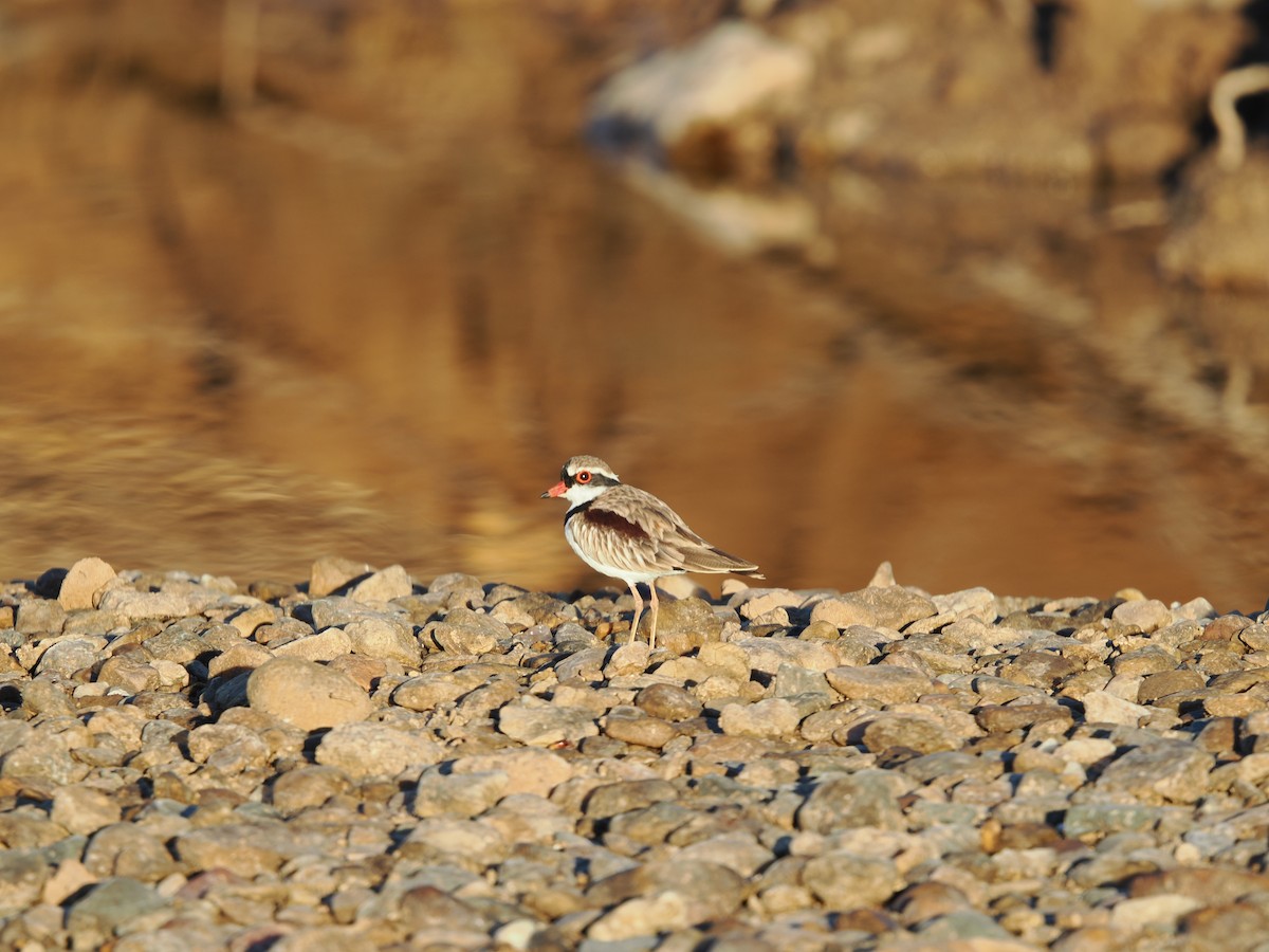 Black-fronted Dotterel - ML621126762