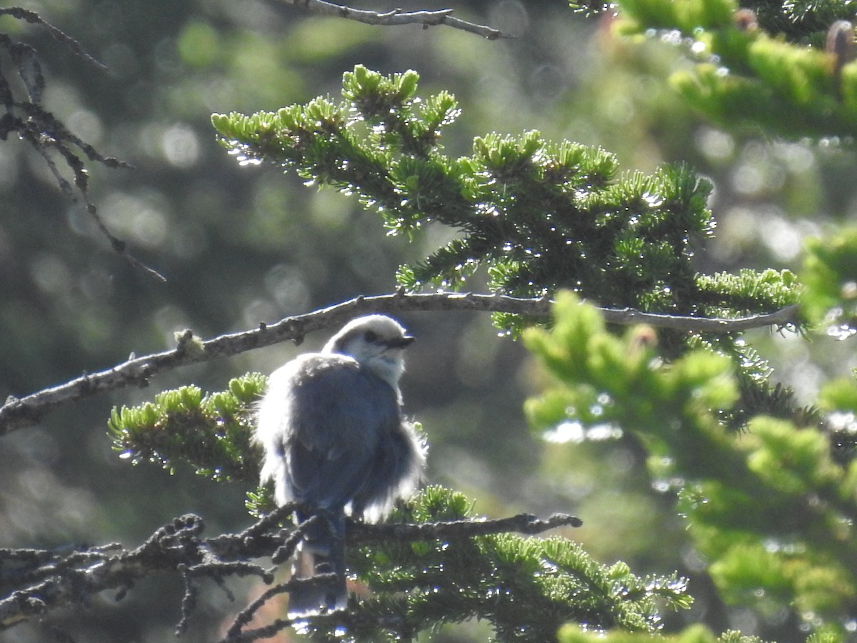 Canada Jay - ML621126779