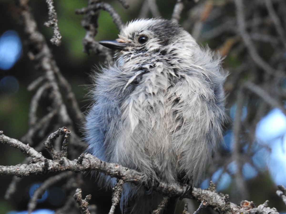 Canada Jay - ML621126784