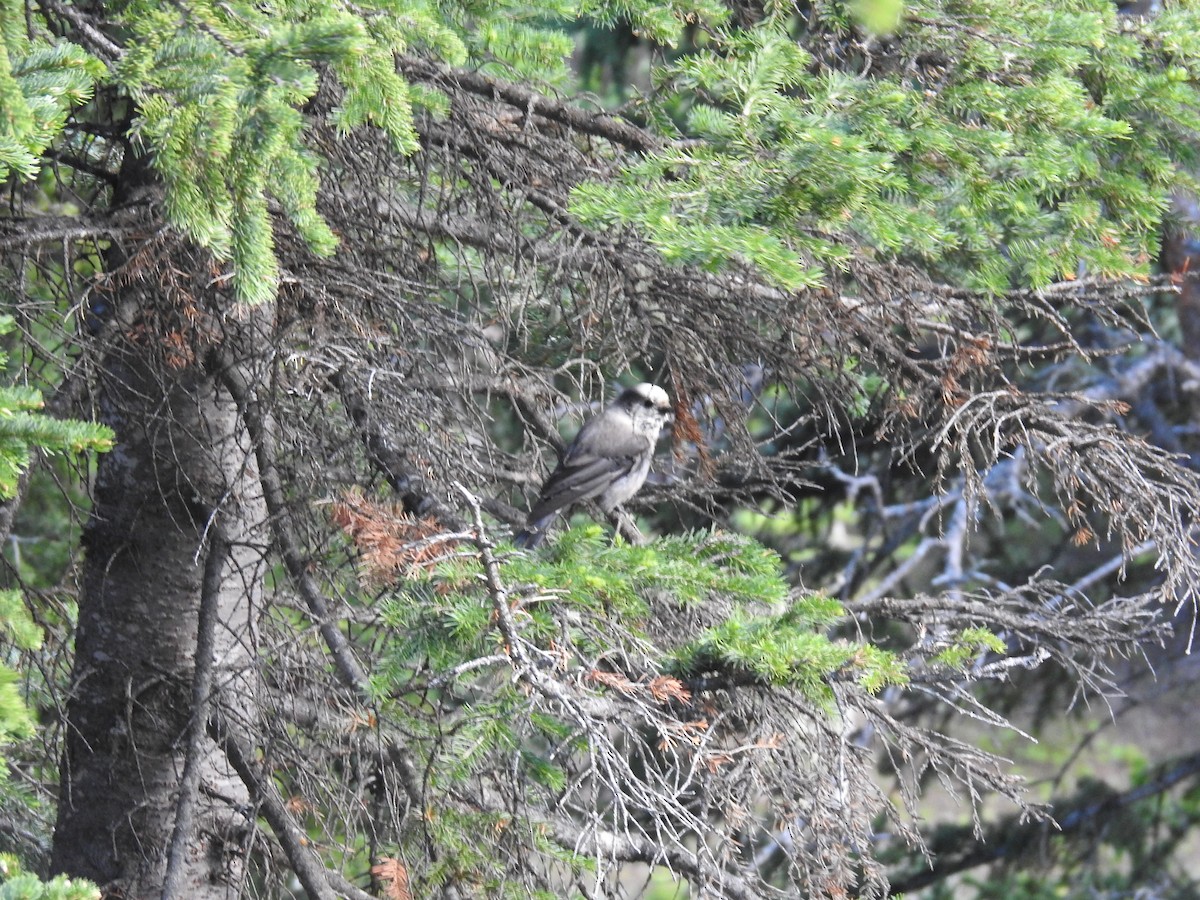 Canada Jay - ML621126787