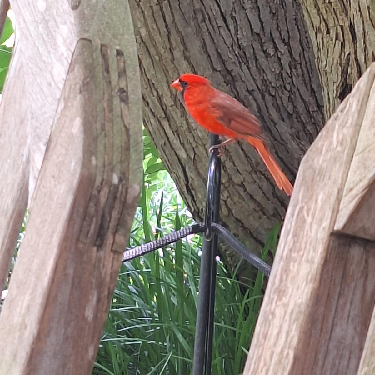 Cardinal rouge - ML621126797