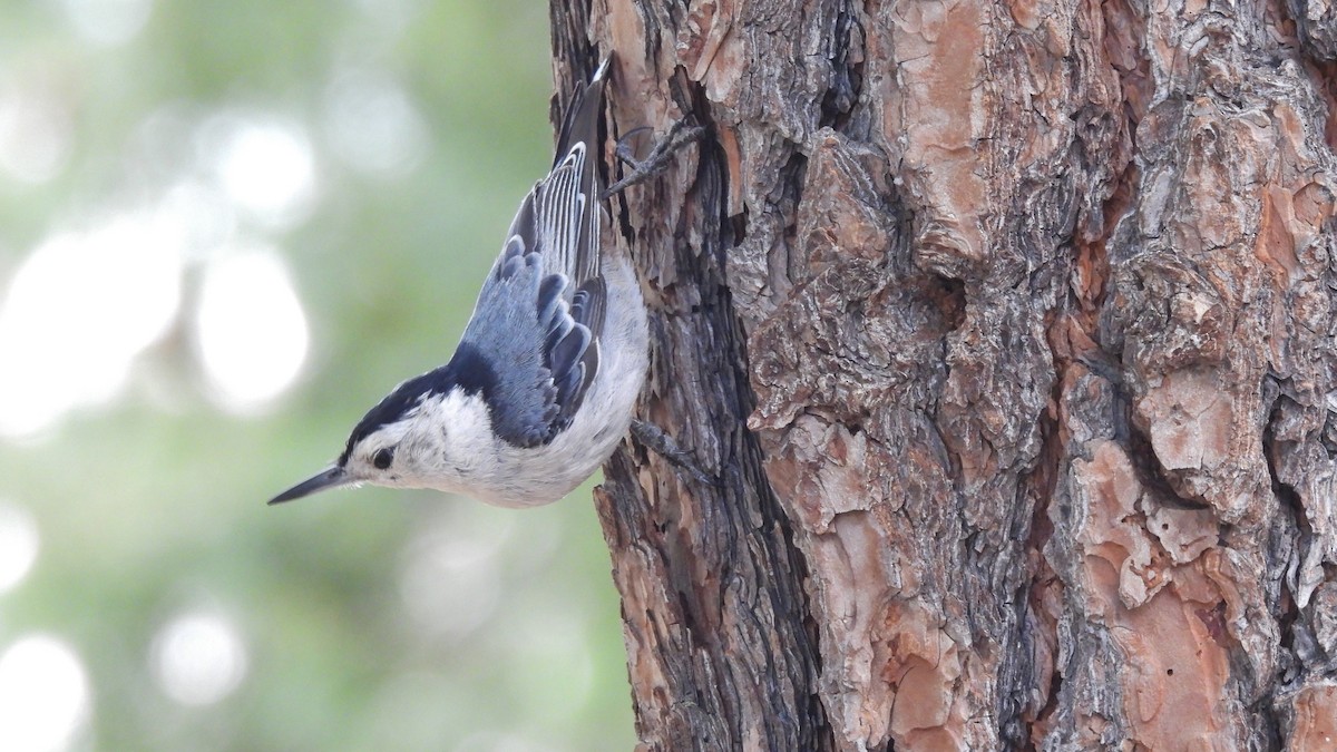 White-breasted Nuthatch - ML621126798