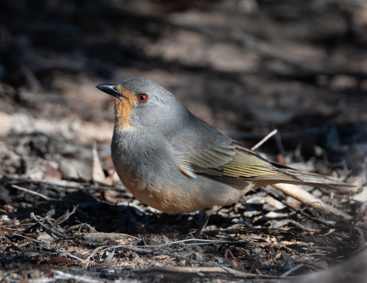 Red-lored Whistler - ML621126808