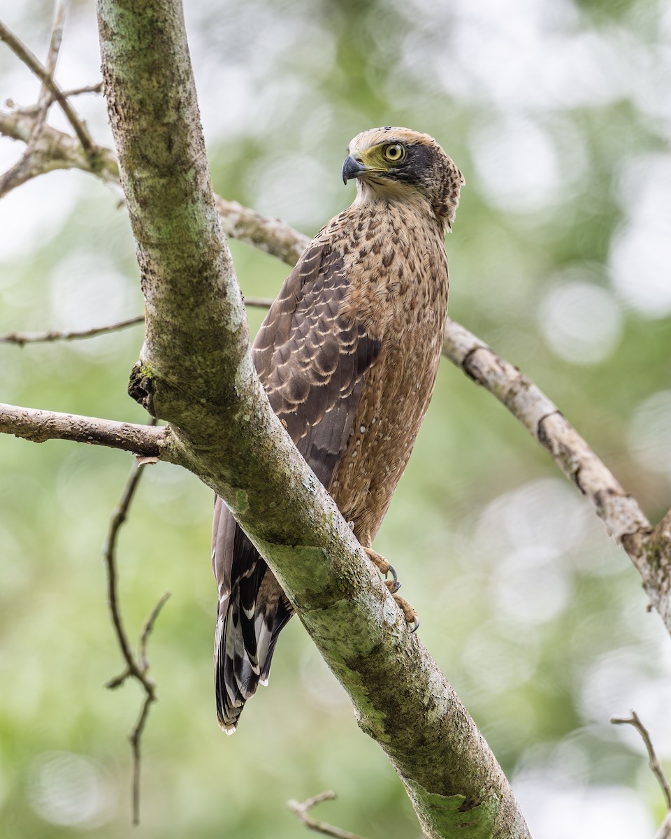 Crested Serpent-Eagle - ML621126860