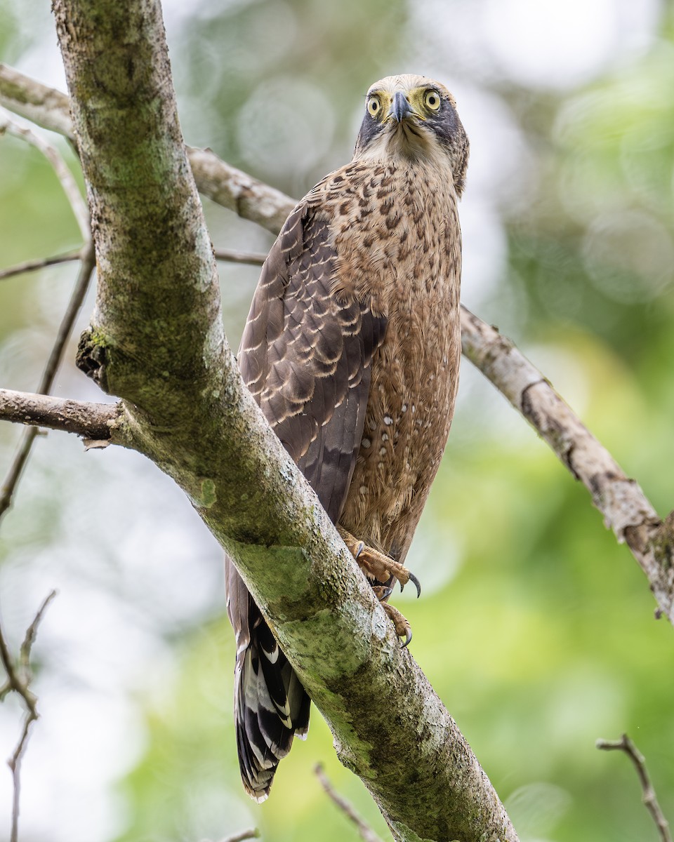 Crested Serpent-Eagle - ML621126863