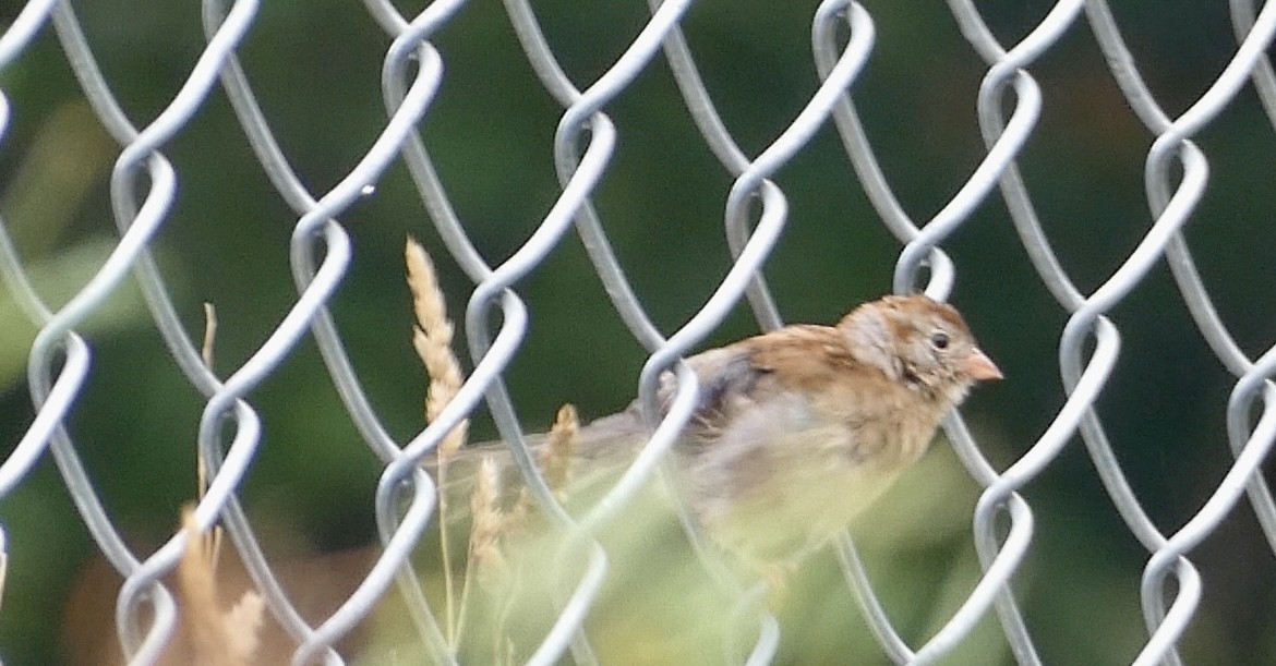 Field Sparrow - ML621126885