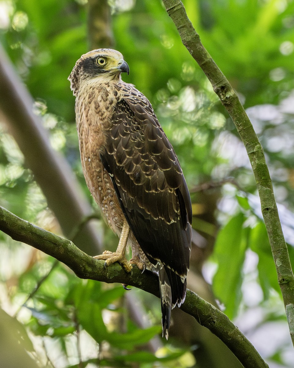 Crested Serpent-Eagle - ML621126889