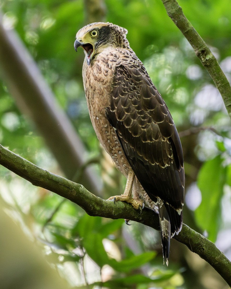 Crested Serpent-Eagle - ML621126890