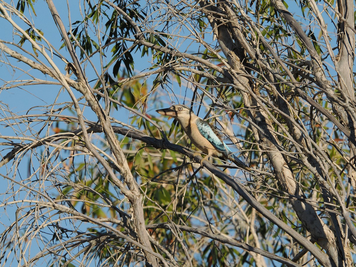 Blue-winged Kookaburra - ML621126964