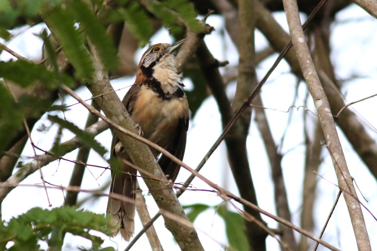 Greater Necklaced Laughingthrush - ML621126969