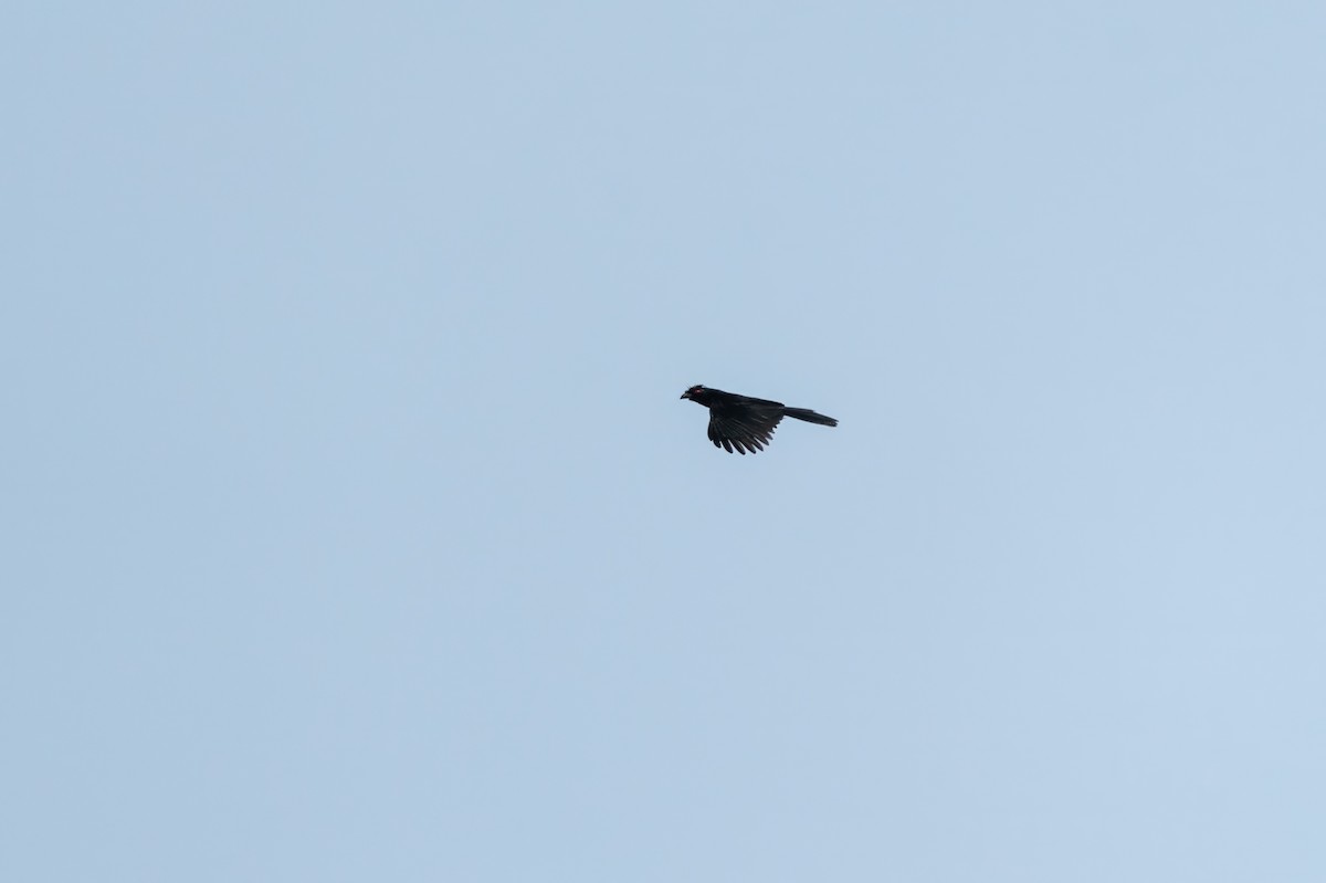 Black Magpie (Bornean) - ML621126972