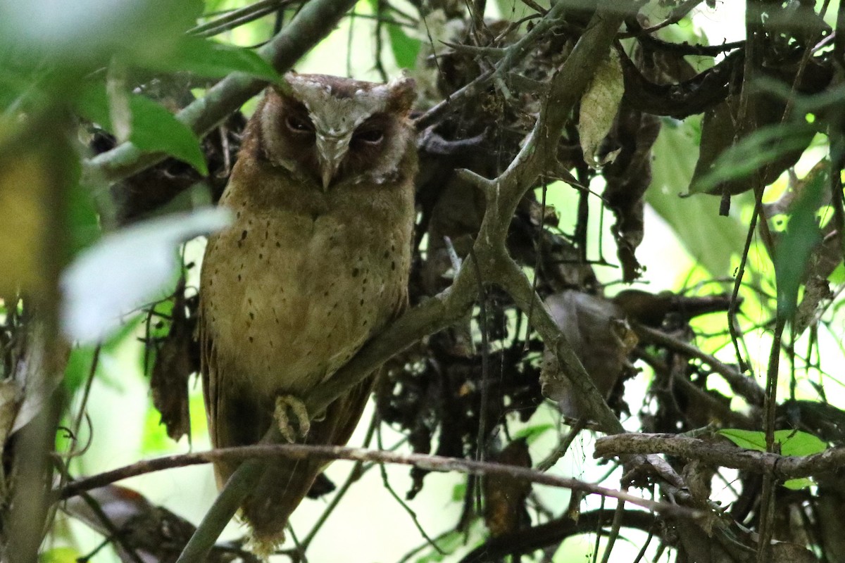White-fronted Scops-Owl - ML621127000