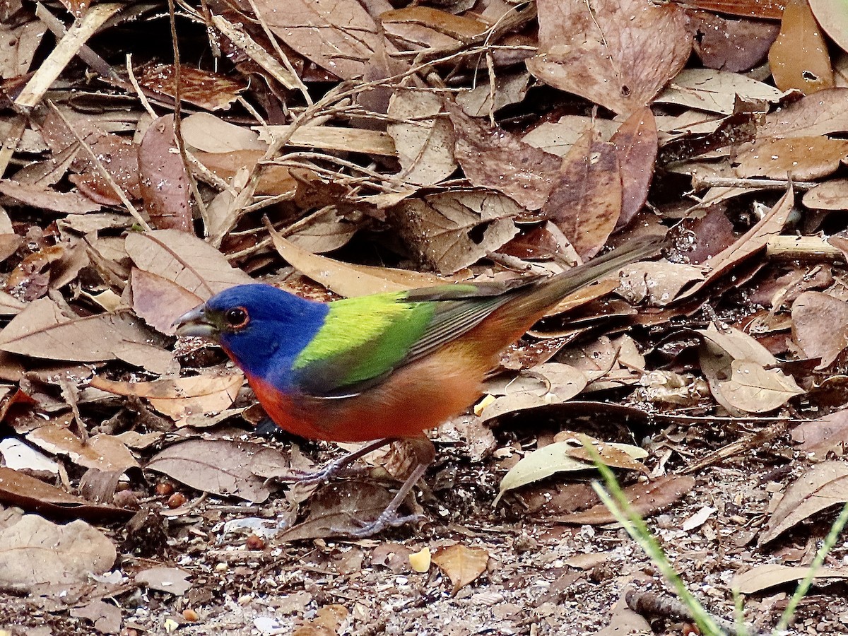 Painted Bunting - ML621127048