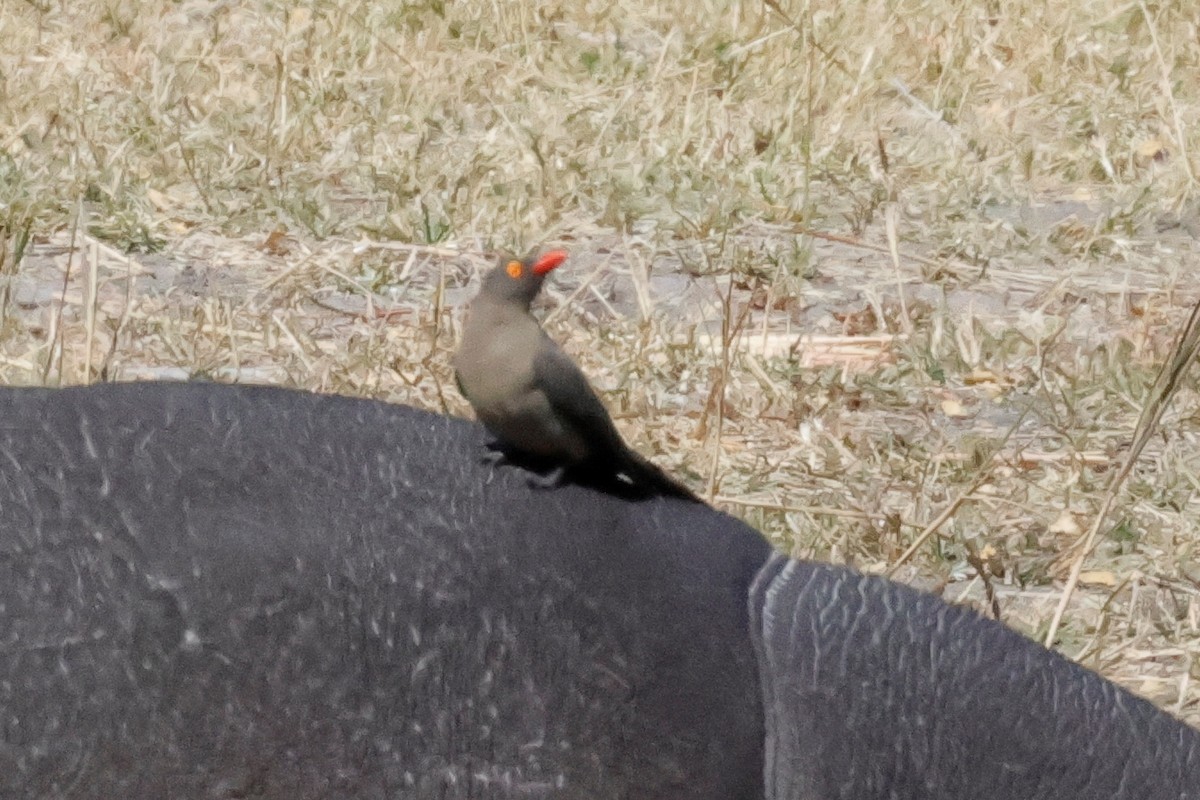 Red-billed Oxpecker - ML621127062