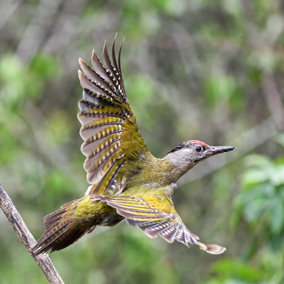 Gray-headed Woodpecker - ML621127077