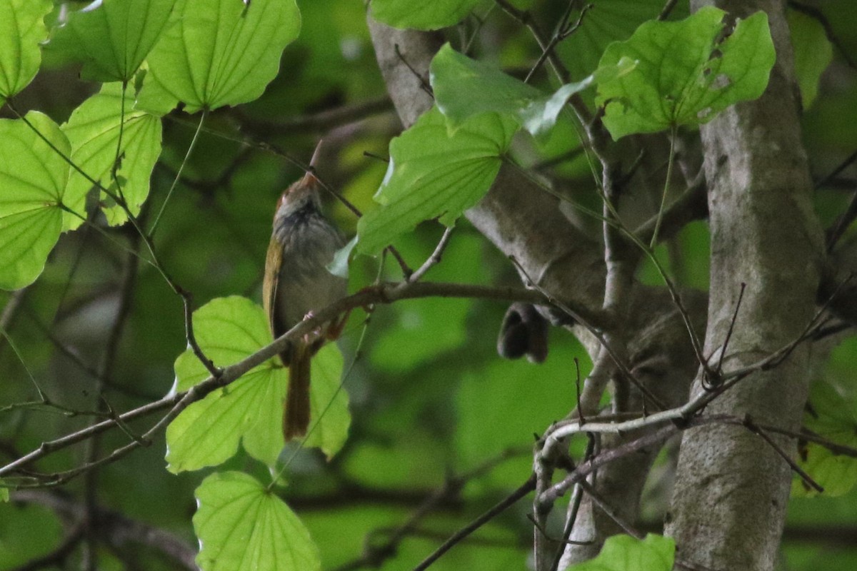 Dark-necked Tailorbird - ML621127127