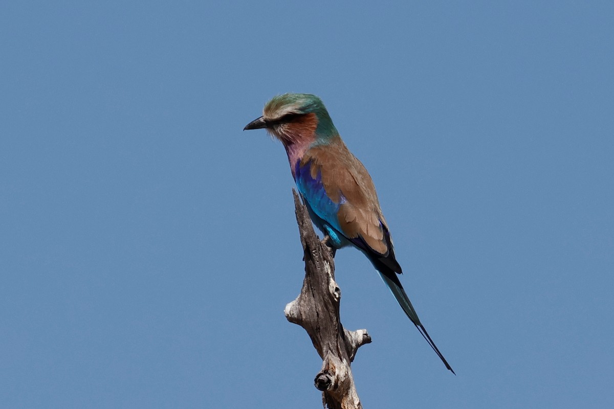 Lilac-breasted Roller - ML621127129