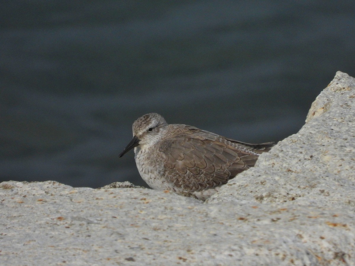 Red Knot - Atsushi Shimazaki