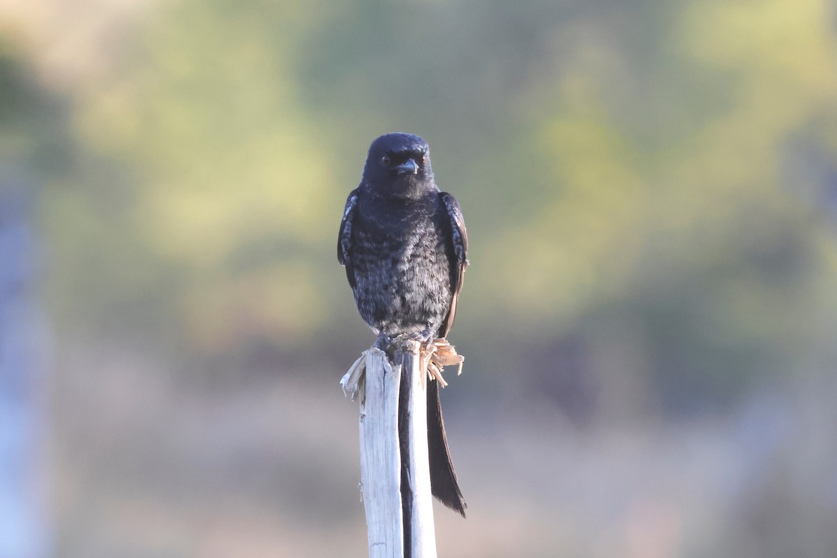 Fork-tailed Drongo - ML621127160