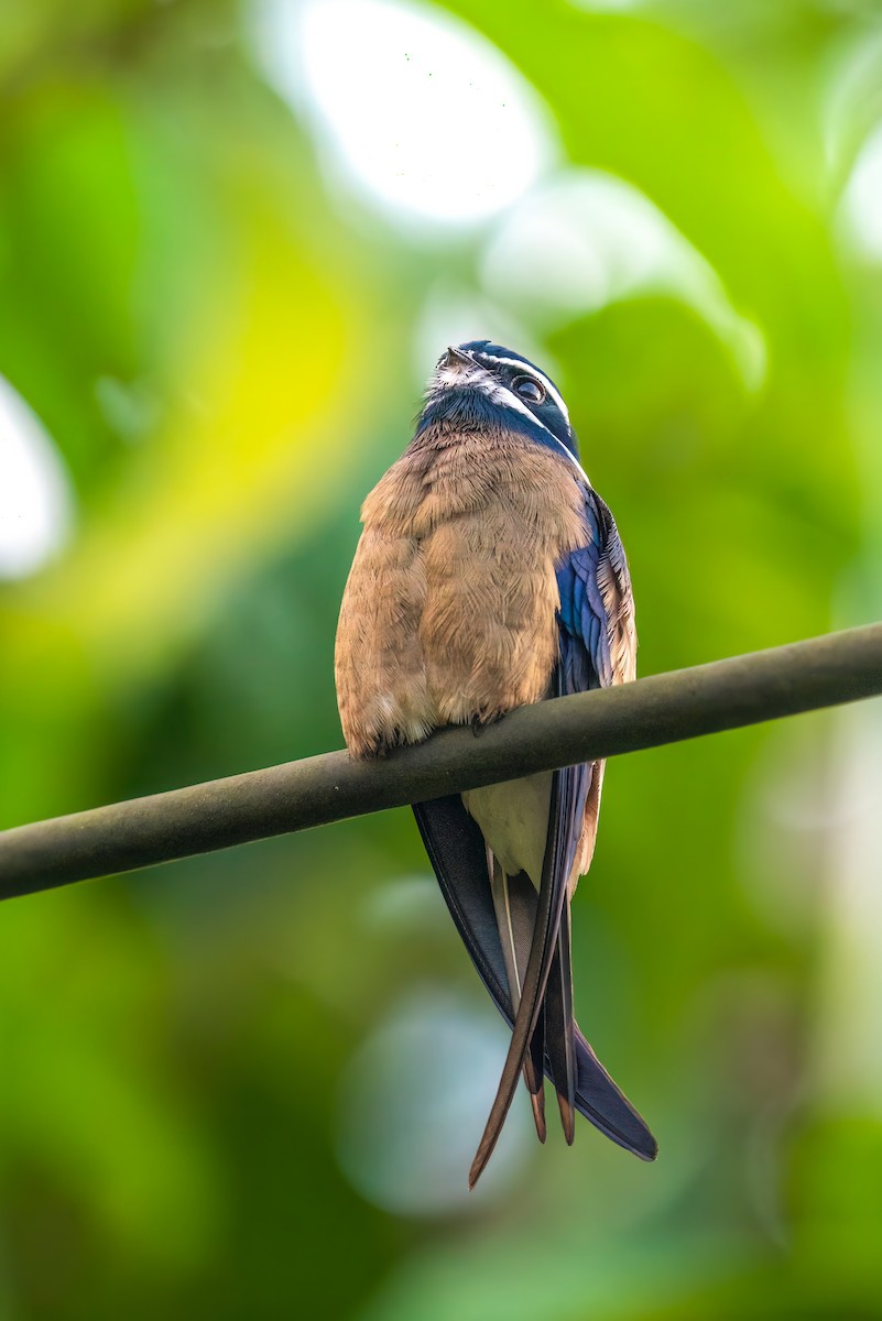 Whiskered Treeswift - Andy Lee