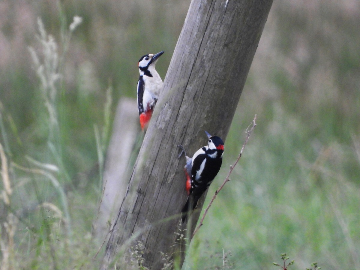 Great Spotted Woodpecker - ML621127205