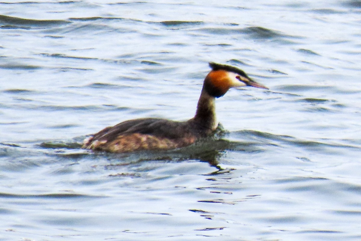 Great Crested Grebe - ML621127206