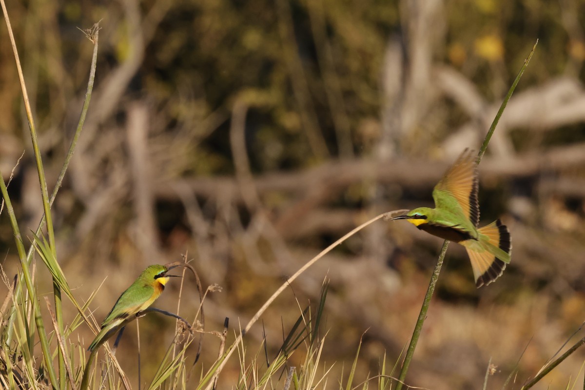 Little Bee-eater - ML621127207