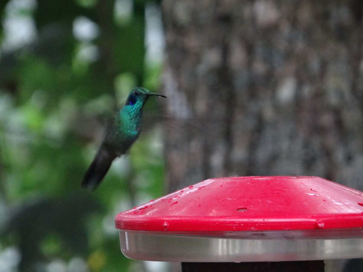 kolibřík modrolící - ML621127228