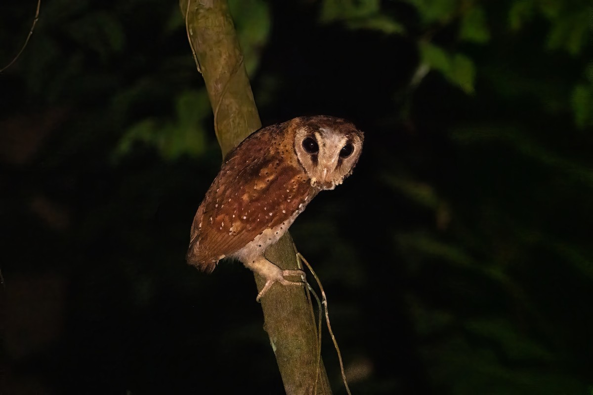 Oriental Bay-Owl - ML621127230